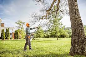 Best Tree and Shrub Care  in New Braunfels, TX